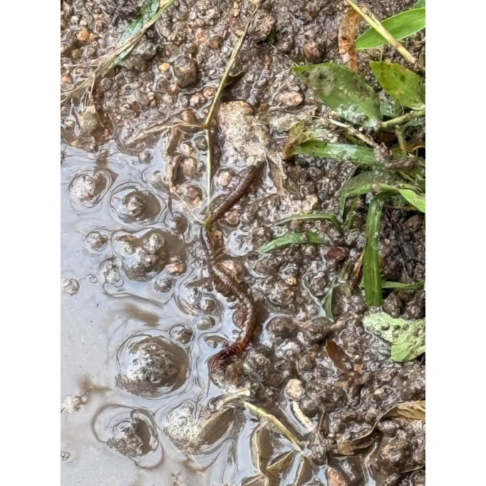 591117999_1388552246613753_8232881306182791922_n